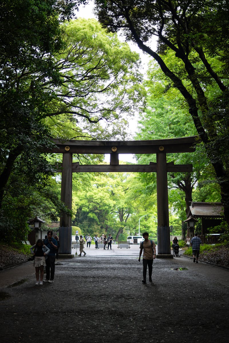 A serene scene at Meiji Shrine with lush greenery and a traditional torii gate in Tokyo, Japan.